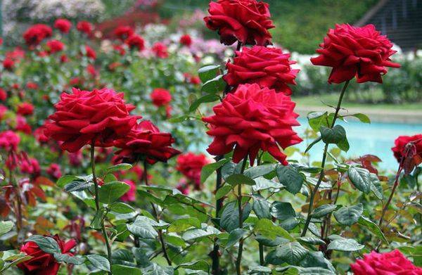 О подкормке роз во время бутонизации и цветения: виды удобрений, правила