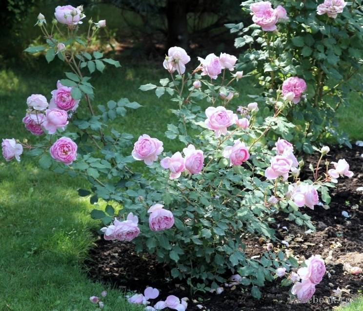 О розе Алан Титчмарш (Alan Titchmarsh): характеристики сорта розы Остина