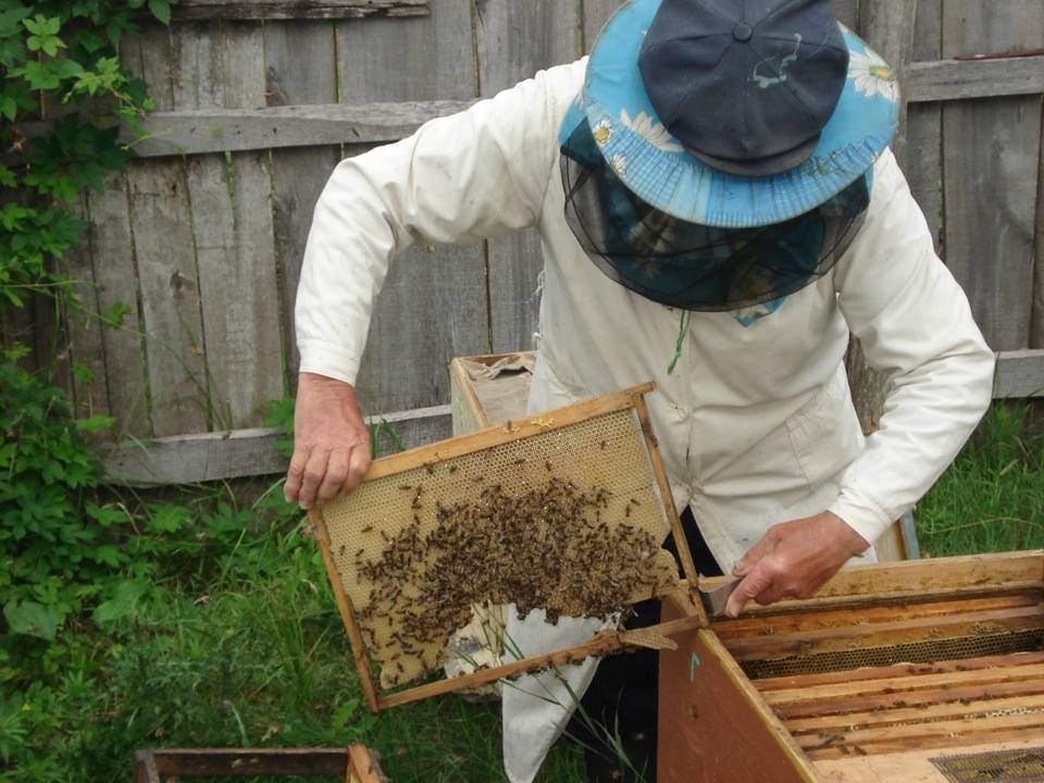 Когда собирать мед: в каком месяце, время сбора меда на алтае, сезон меда