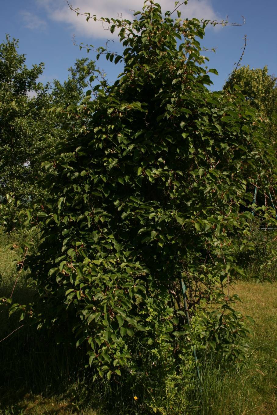 Ягода актинидия коломикта: описание и сорта на фото, выращивание лианы и уход за ней