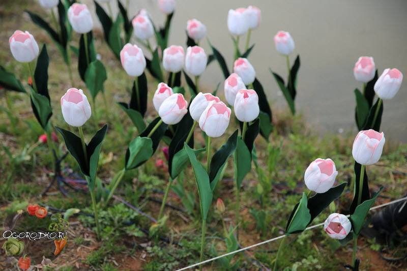 Новые и самые красивые сорта тюльпанов, которые не раскрываются