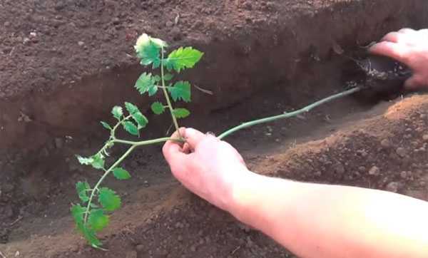 Как правильно посадить рассаду в теплице из поликарбоната