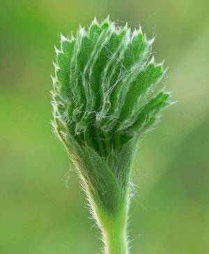 Лучшие травянистые лекарственные растения