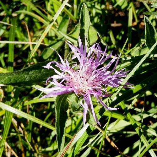 Василек (centaurea): описание и виды цветка на фото