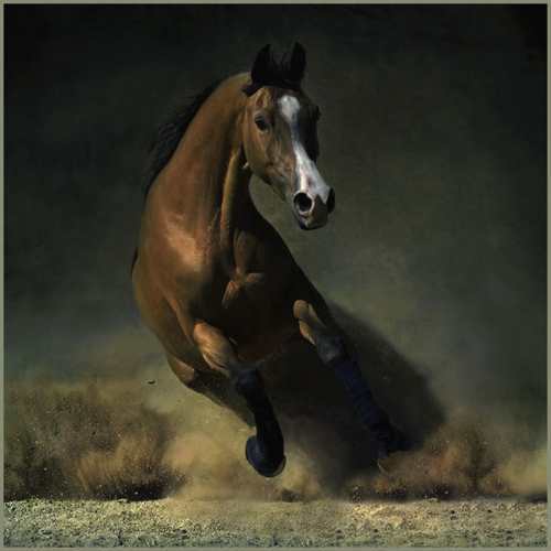 Дикая лошадь — история происхождения диких видов лошади и отличительные черты, узнайте все в обзоре с фото и видео!