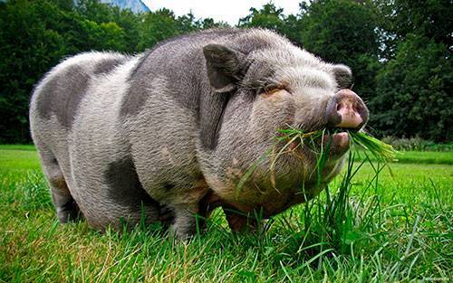 Сколько живут свиньи: как увеличить продолжительность жизни