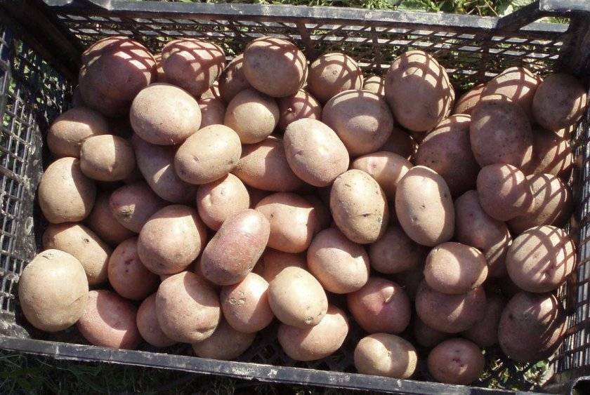 Картофель голубизна: описание сорта, вкусовые качества, особенности выращивания и ухода