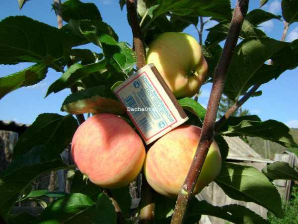 Сорта яблонь с фото и описанием: 30 лучших сортов