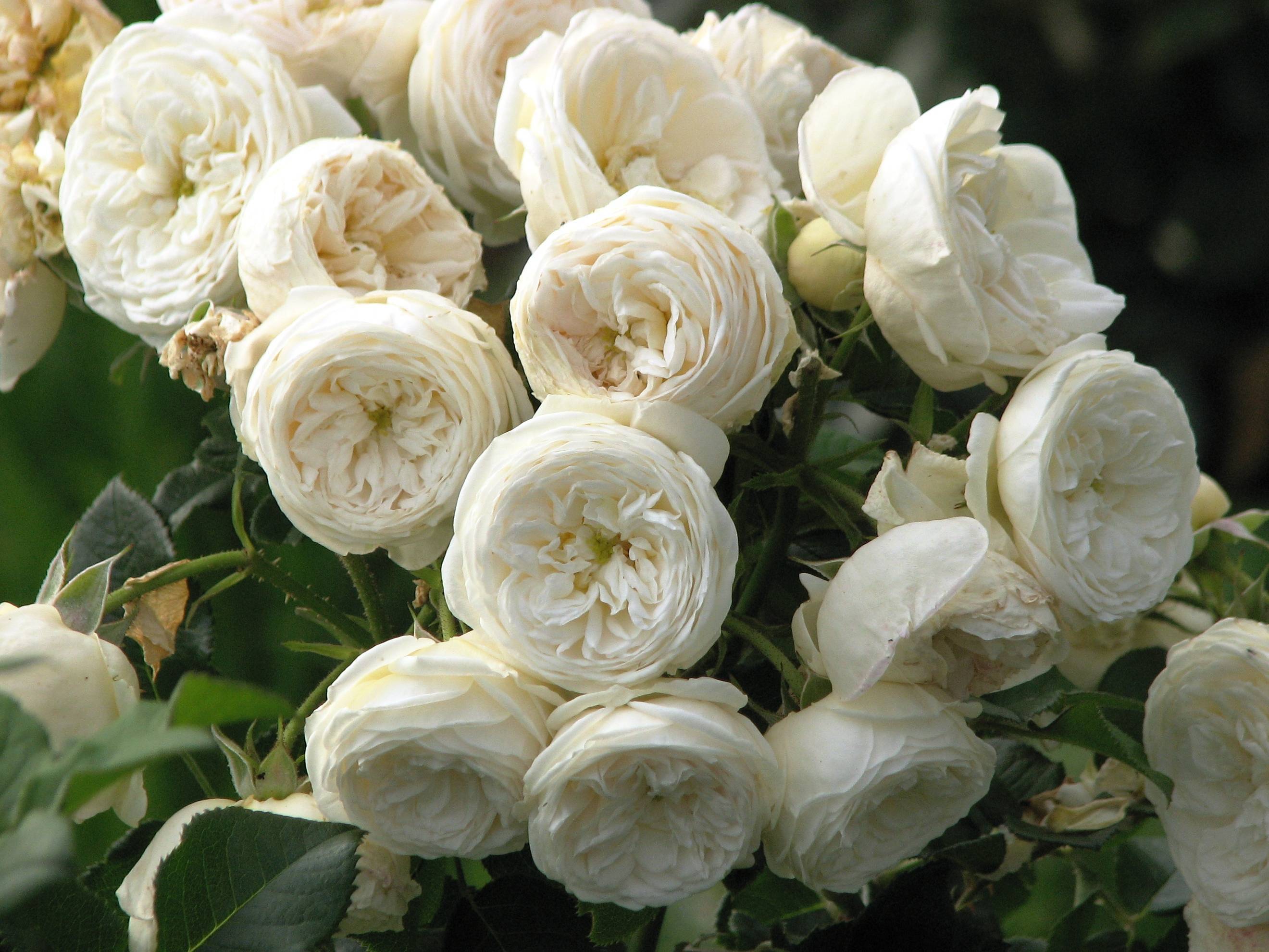 О розе Артемис (Artemis): описание и характеристики кустовой парковой розы