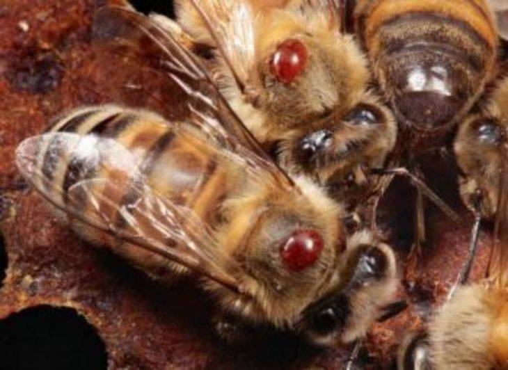 15 опасных болезней пчел их признаки и методы лечение (фото и видео)