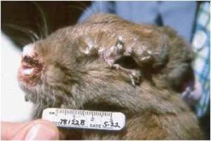 Вирусная геморрагическая болезнь кроликов: симптомы, профилактика, лечение, клинические признаки. | 
ветеринарная служба владимирской области