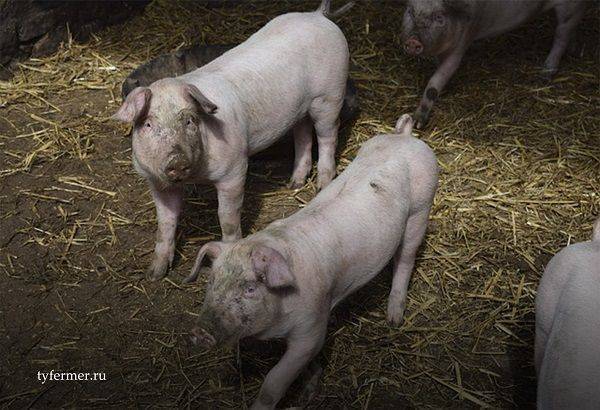 Симптомы глистов у свиней,  способы лечения и методы профилактики