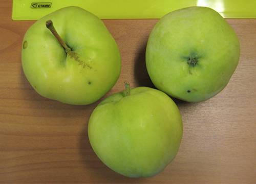 О яблоне Папироянтарное: описание и характеристики сорта, уход и выращивание