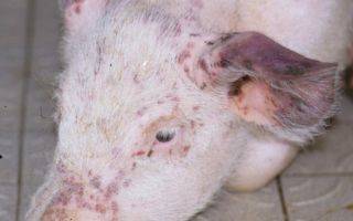 Африканская чума свиней опасна для человека: симптомы
