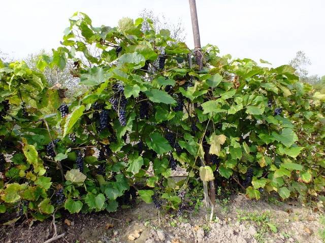Амурский виноград (уссурийский)