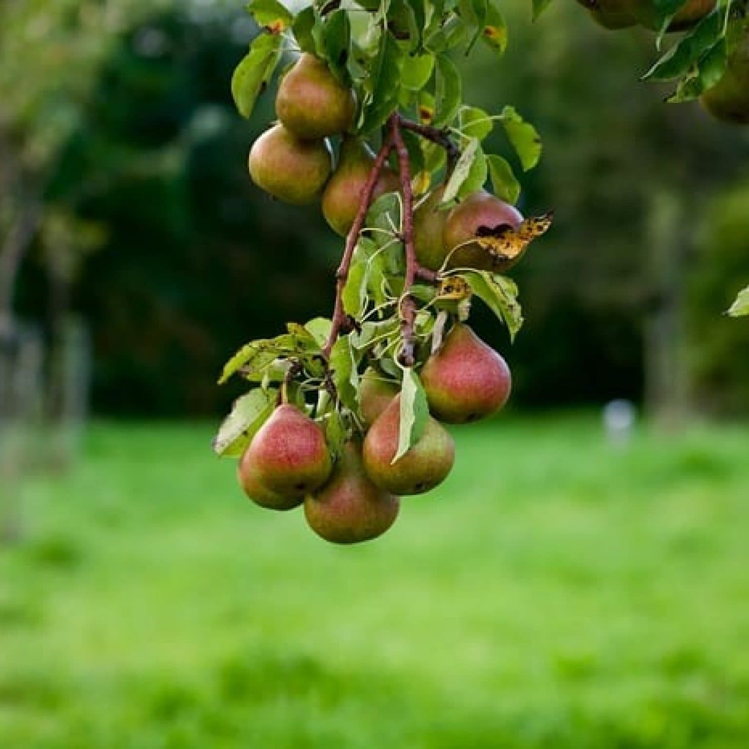 Как правильно подкормить яблони весной: чем, и когда удобрять деревья в саду - общая информация - 2020
