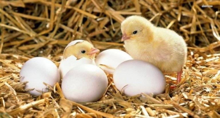 Курица-наседка и цыплята: сколько она сидит на яйцах