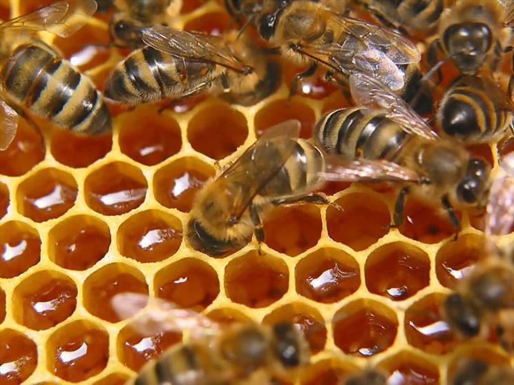 Как выявить и вылечить болезни пчел?