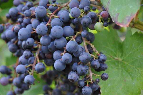 Ультраранние сорта винограда, самые ранние сорта, белый сверхранний виноград
