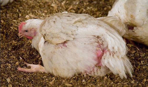 О болезнях ног у цыплят: почему садятся на ноги (что делать, чем лечить)