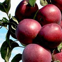 О яблоне колоновидной Червонец: описание и характеристики сорта, посадка и уход