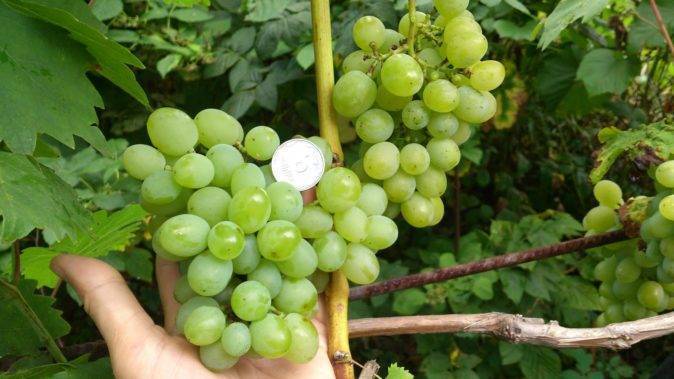 Сорта винограда по алфавиту (от а до я) с фото и описанием