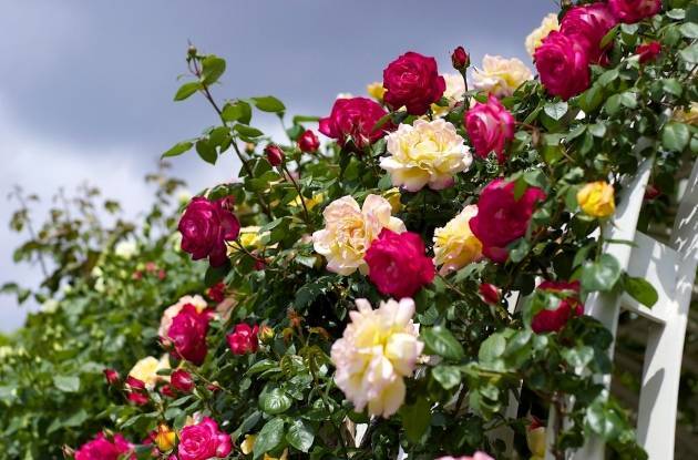 Плетистые розы – правильный уход за капризными красавицами