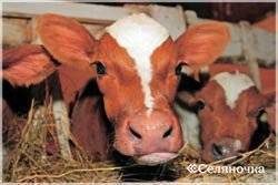 Лечение болезней вымени коров (бородавки, папилломы, ушибы, отеки, трещины)