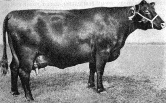 Комолая корова: описание породы и тонкости ее содержания