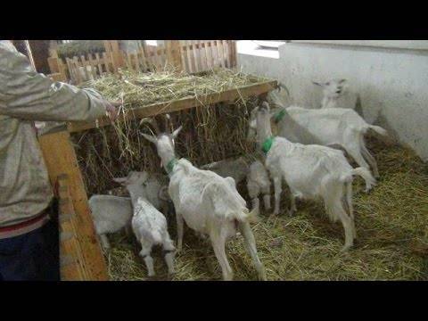 Разведение коз в домашних условиях