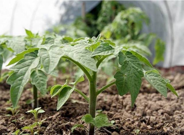 Как лучше посадить помидоры в теплице