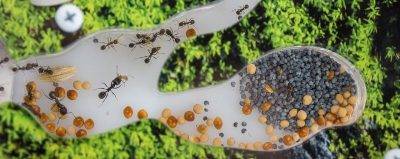 Как избавиться от муравьев на клубнике химическими и народными средствами