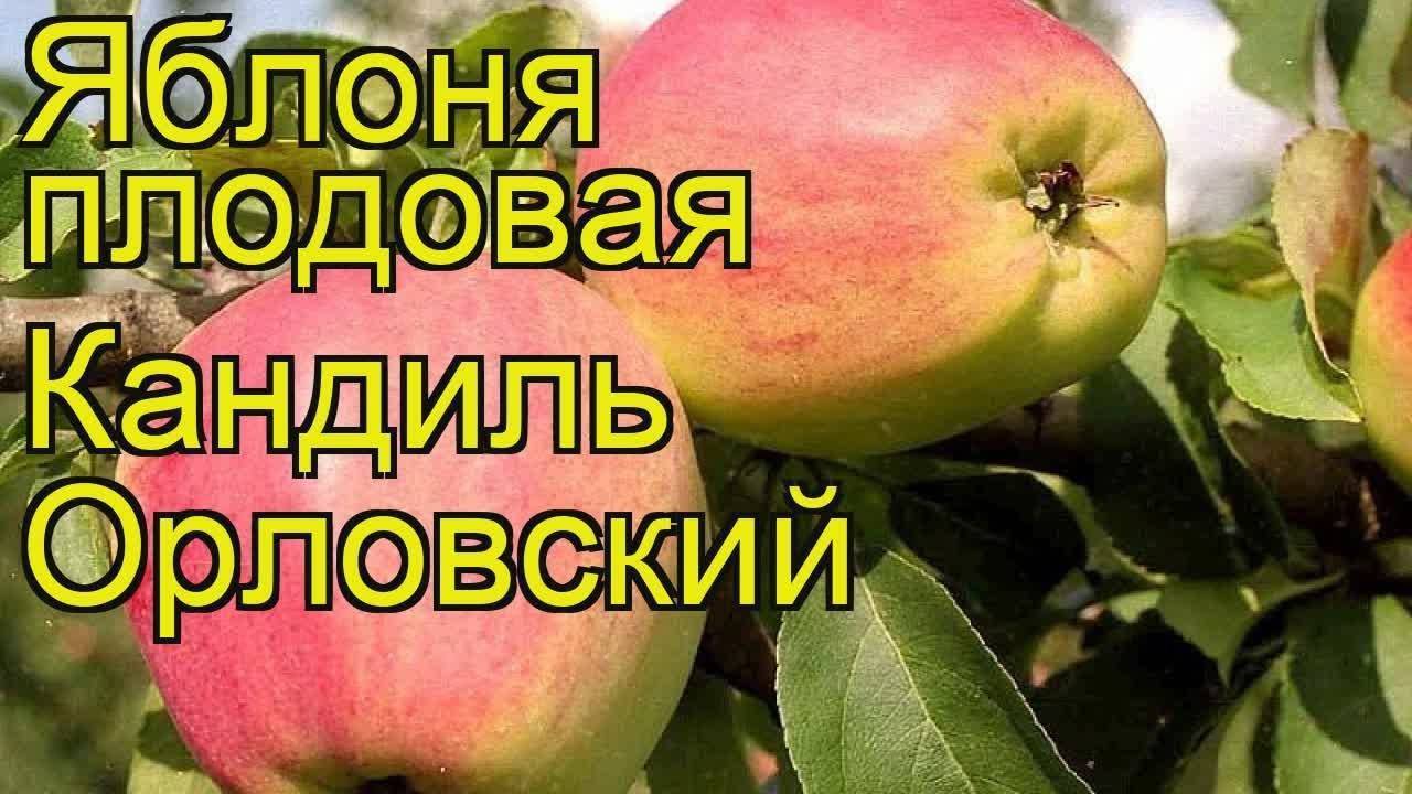 Яблоня кандиль орловский: описание сорта и советы по посадке