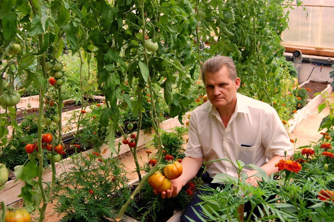 Томат семеновна: отзывы, фото, урожайность | tomatland.ru