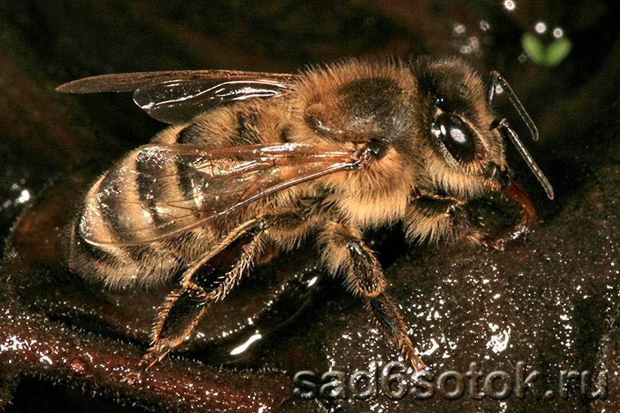 Среднерусская порода пчел: её главные особенности