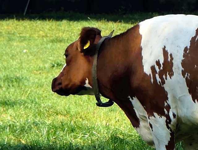 Сроки осеменения коров после отела - воспроизводство стада крупного рогатого скота