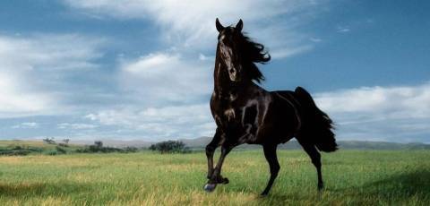 Вороной конь (42 фото): какой это цвет лошади? разновидности масти, черные и серебристые жеребята