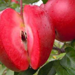 О яблоне флорина: описание сорта, характеристики, агротехника, выращивание