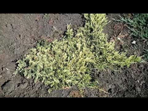 Можжевельник обыкновенный (juniperus communis)