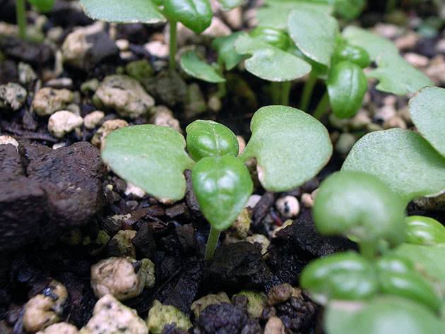 Как посадить и вырастить базилик на рассаду правильно: уход за растениями
