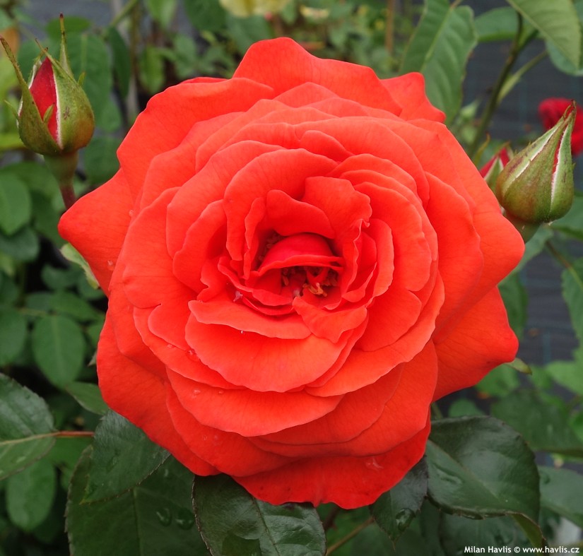 Роза red