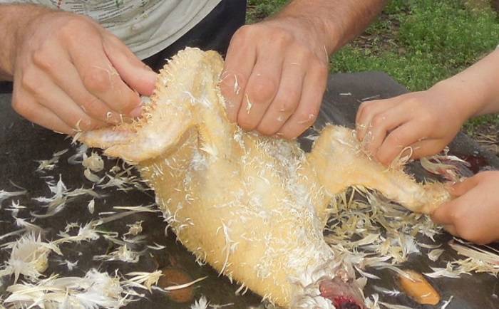 Как зарезать курицу в домашних условиях