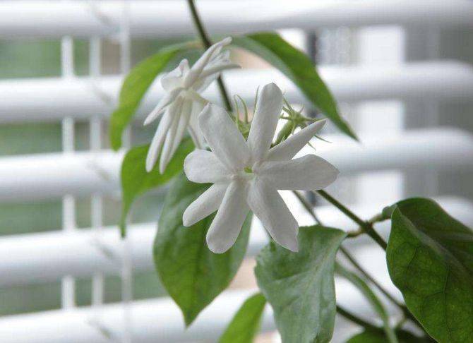 Комнатный цветок жасмин: фото, посадка и уход в домашних условиях и размножение растения