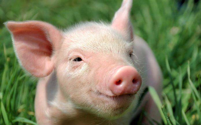 Как и чем вылечить понос у поросят и взрослых свиней в домашних условиях