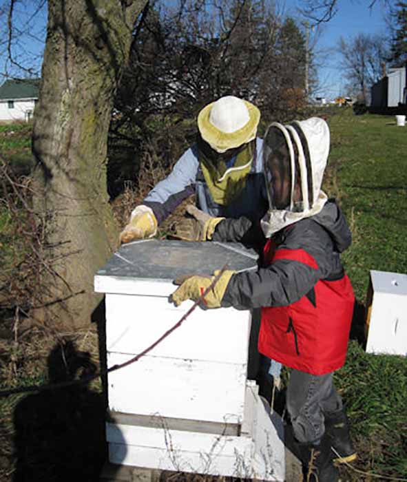 Специфика содержания пчёл в ульях лежаках