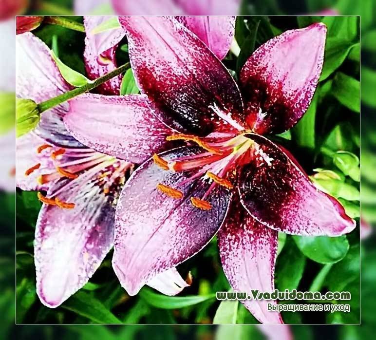 Виды и группы садовых лилий – описание и фото