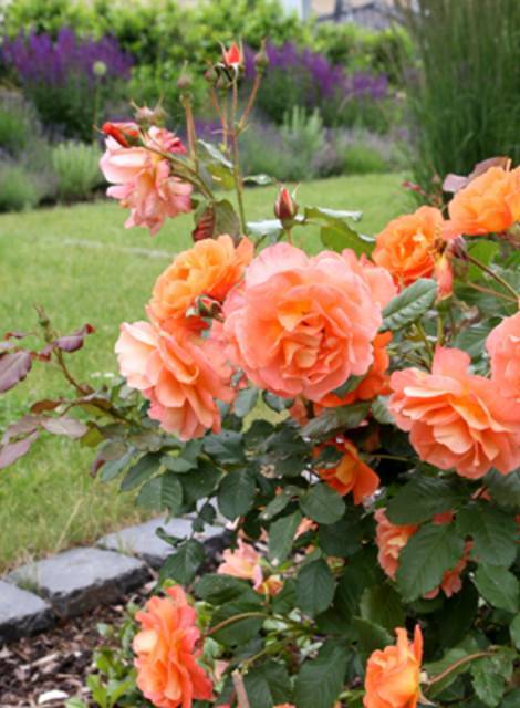 Роза вестерленд: роскошная красавица в вашем саду