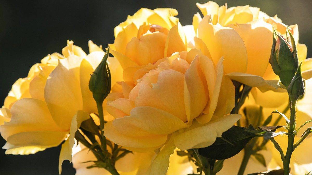 Парковые розы: фото сортов с названиями, посадка, уход и выращивание