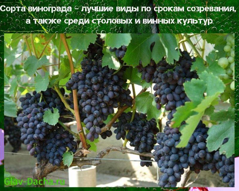 Виноград: зимостойкие сорта для виноделия