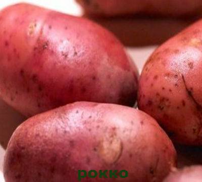 Выращивание немецкого среднеспелого картофеля «романце»